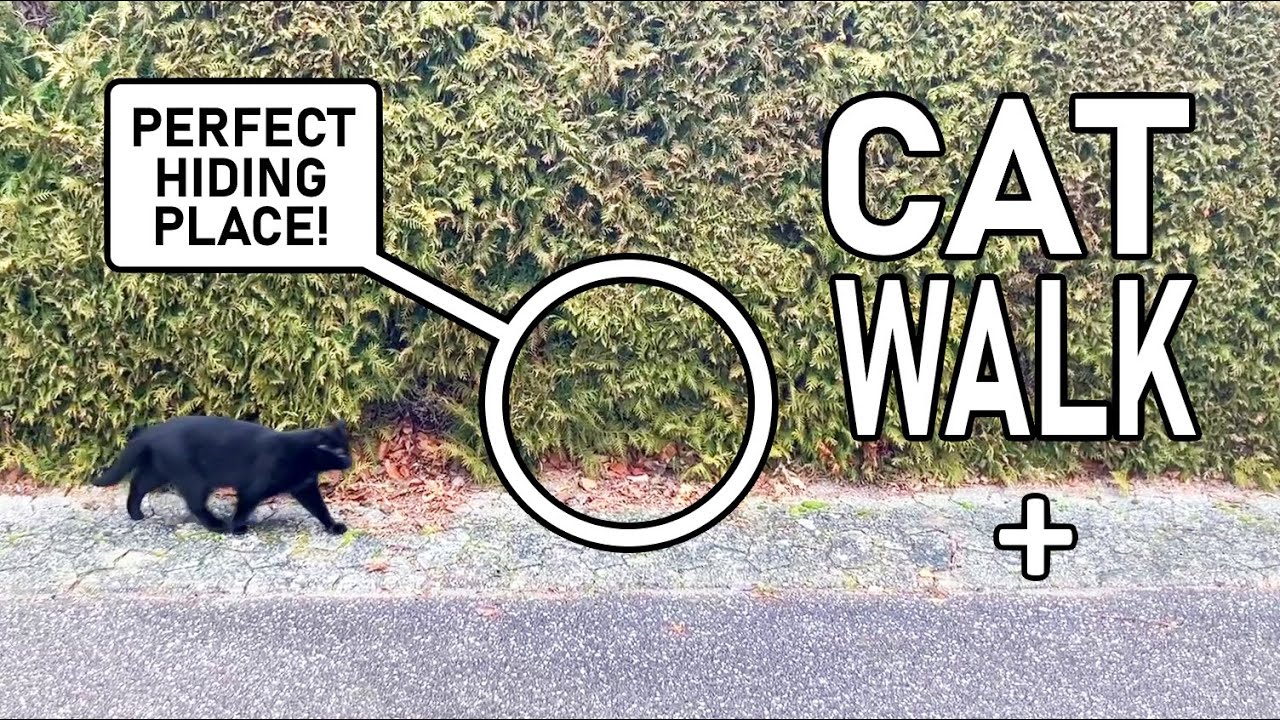 Smartest ambush ever during walk with the cats to the lake