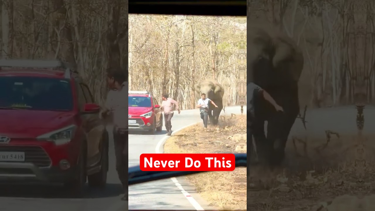 5 Things You Should NEVER Do Near These Animals