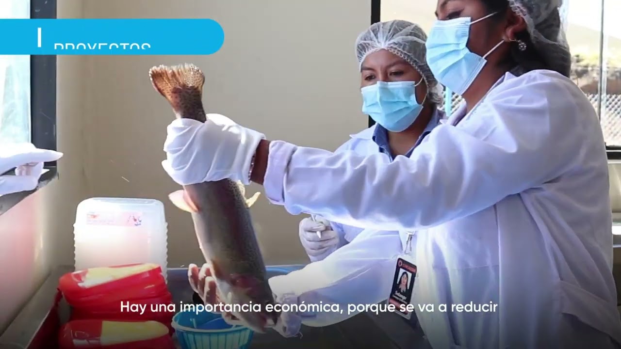 Trucha con alta tecnología en Puno