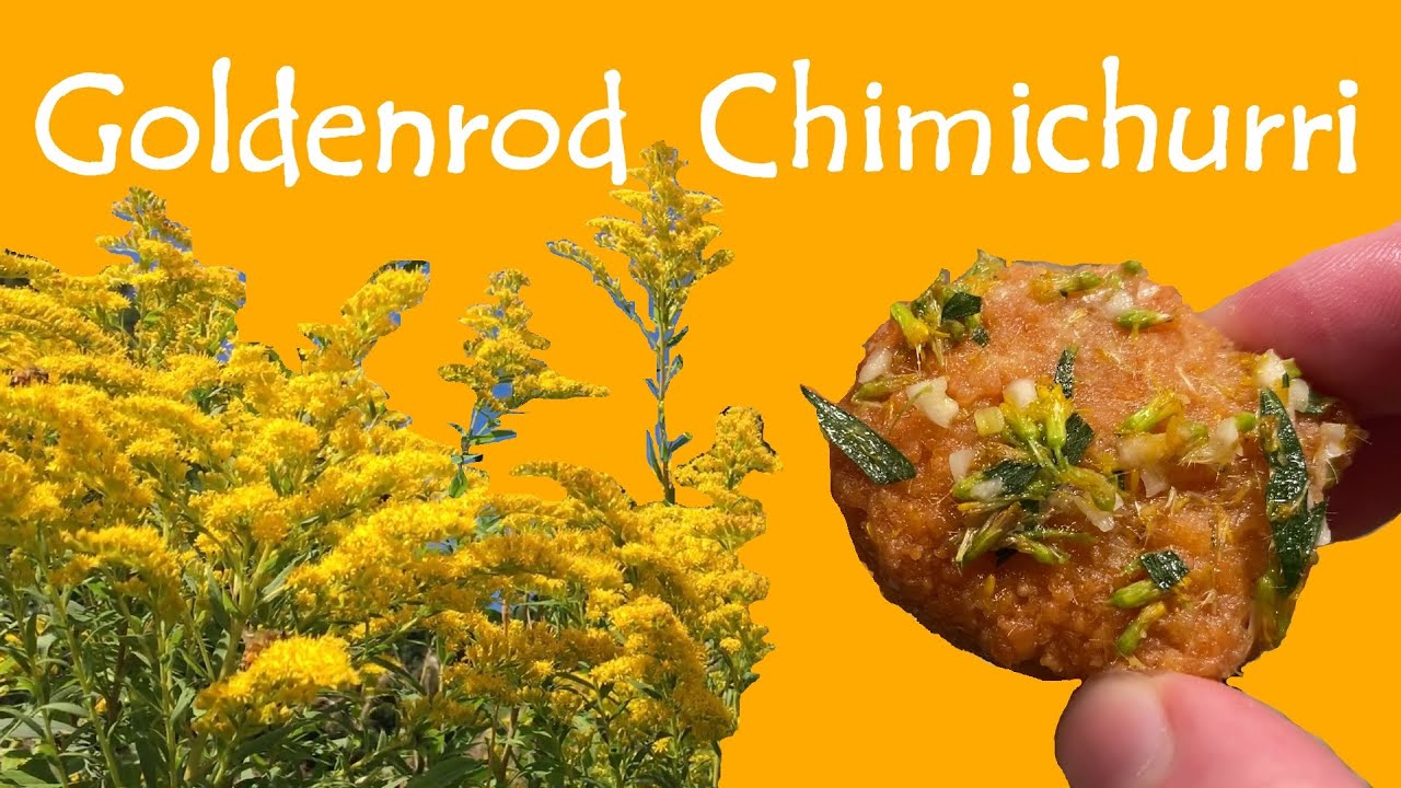 Goldenrod Flowers Taste Like Parsley!
