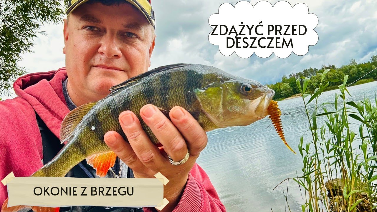 Zdążyć przed deszczem , Okonie z brzegu #okoń #spinning #przynęty 