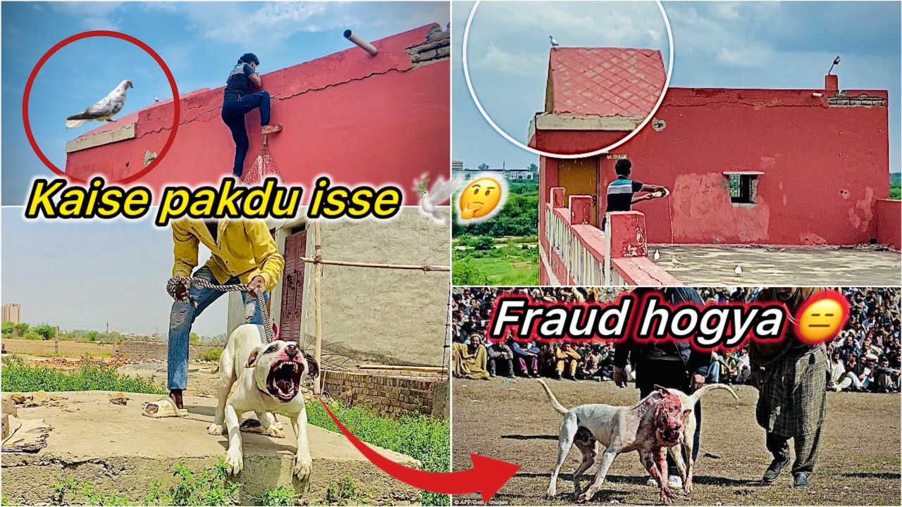 Ek or Bazi wala kabutar pakdne gye 🤩 || Dog Fight main Hogya Scam 😮
