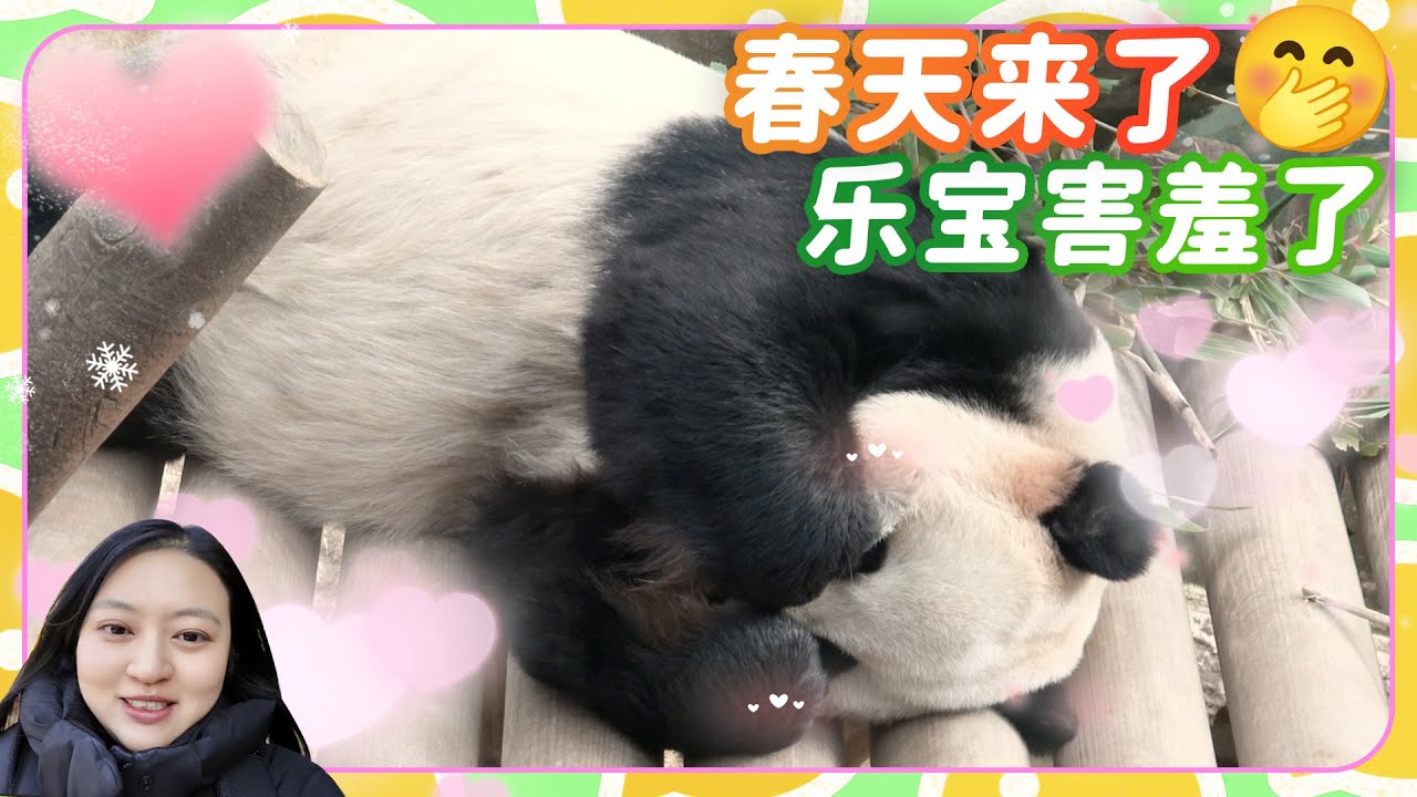 爱宝乐园的春天来了 乐宝害羞了💕🐼爱宝乐园宝家族爱宝乐宝福宝睿宝辉宝日常vlog #大熊猫 #睿宝 #辉宝 #宋爷爷 #宝家族 #爱宝乐园 #熊猫Vlog#韩国旅游