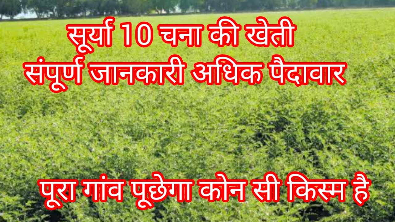 surya 10 chana ki jankari सूर्या 10 चना की संपूर्ण जानकारी #चना की खेती #चना की किस्म