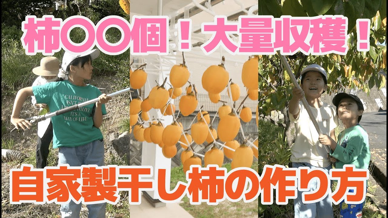 おばあちゃんちで柿を収穫！自家製“干し柿”にしてみた！