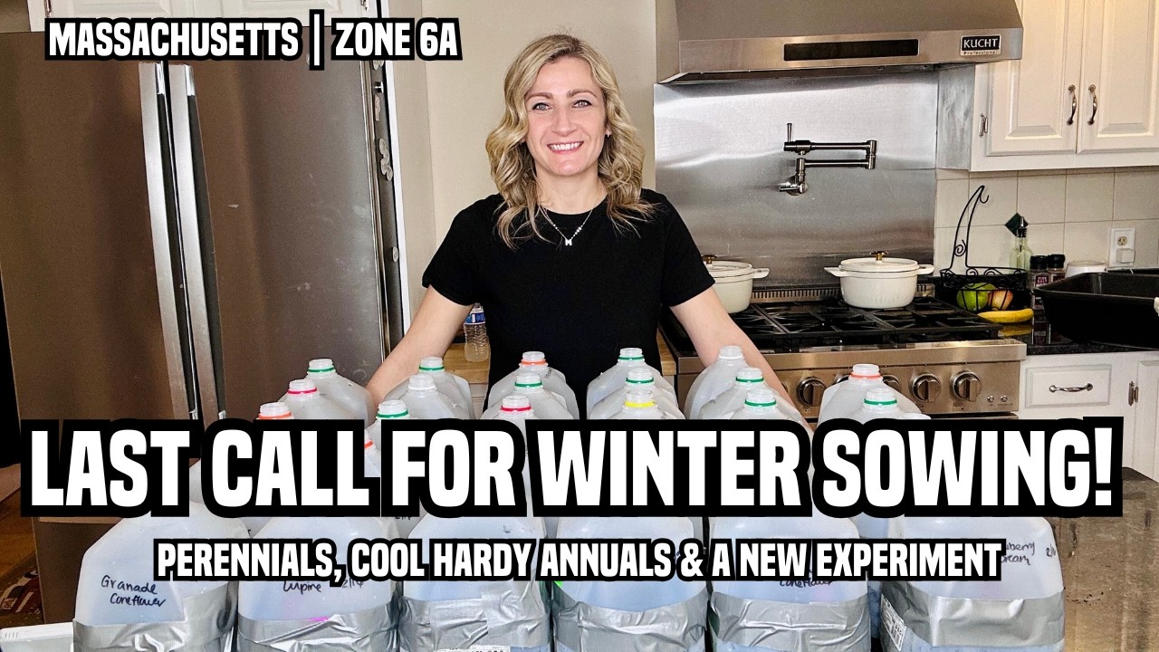 LAST CALL FOR WINTER SOWING | Perennials, Cool Hardy Annuals & A New Experiment!