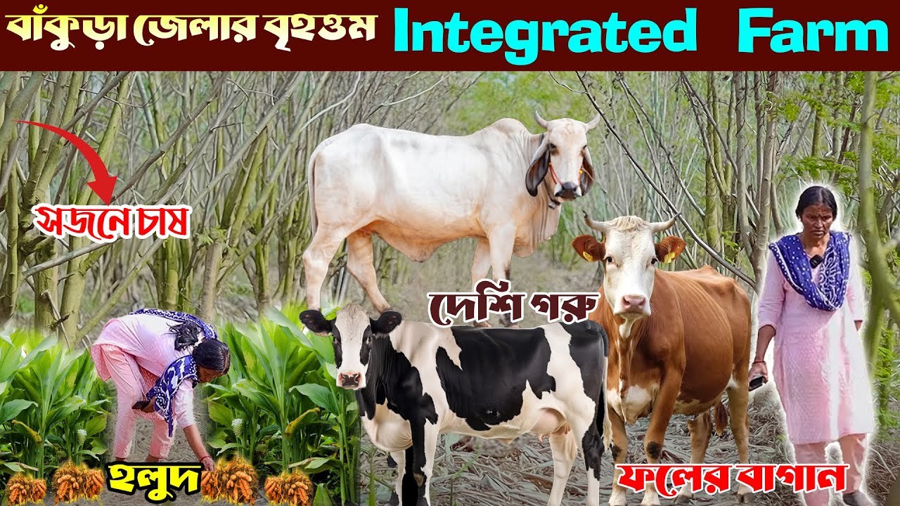 বাঁকুড়া জেলার বৃহত্তম Integrated Farm | Natural Farming | Desi Cow Farm | মিশ্র খামার