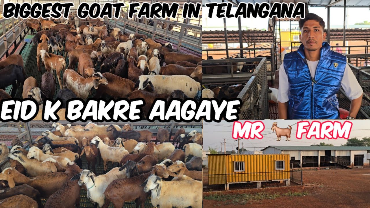 MR goat farm manually | biggestgoat farm in Telangana | Eid ke bakre aagaye | sindhnur Telangana 🐑 🐏