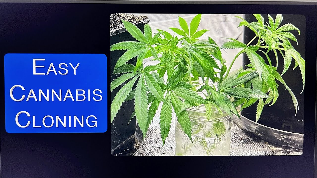 Easy Cannabis Cloning - How to & What You Need!