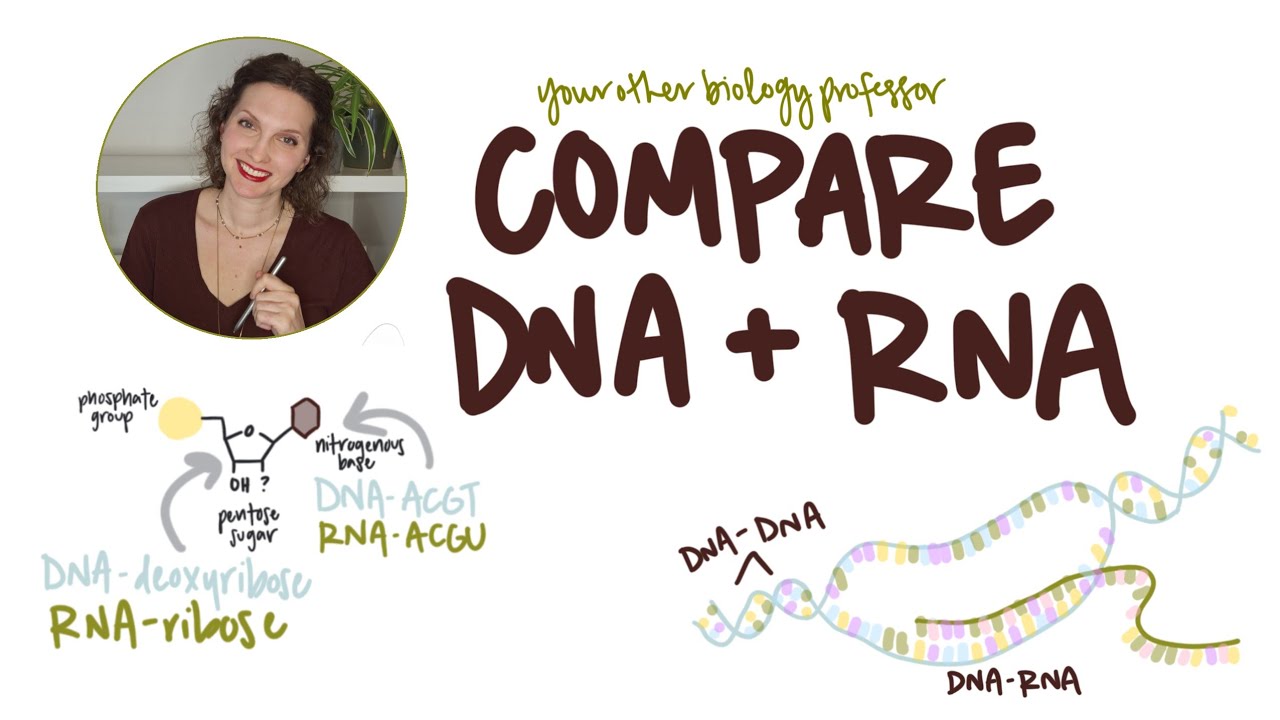DNA vs RNA: 7 Key Differences!