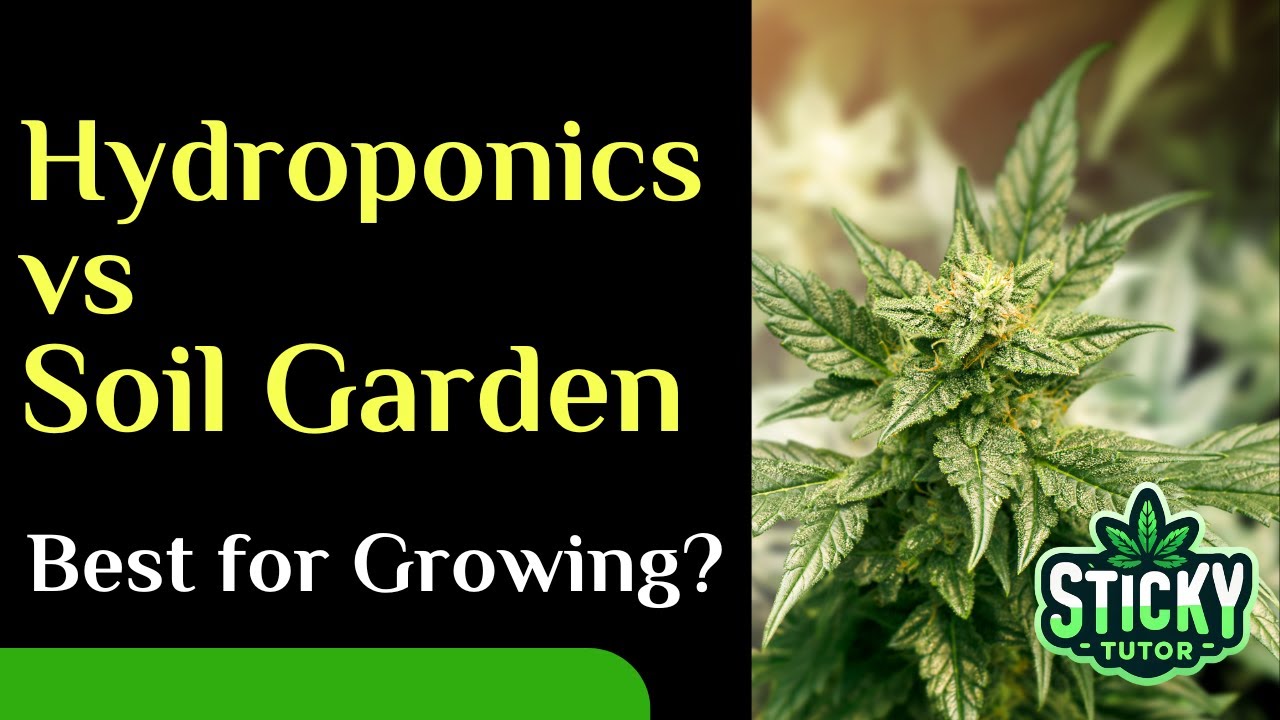Hydroponics vs. Growing Cannabis/Marijuana in Soil --- EDUCATION 21+