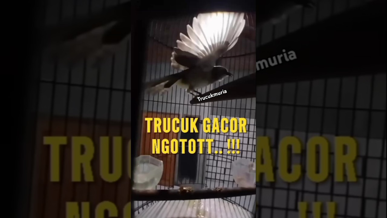 PANCINGAN dan masteran WAJIB agar trucukan cepat GACOR 😁