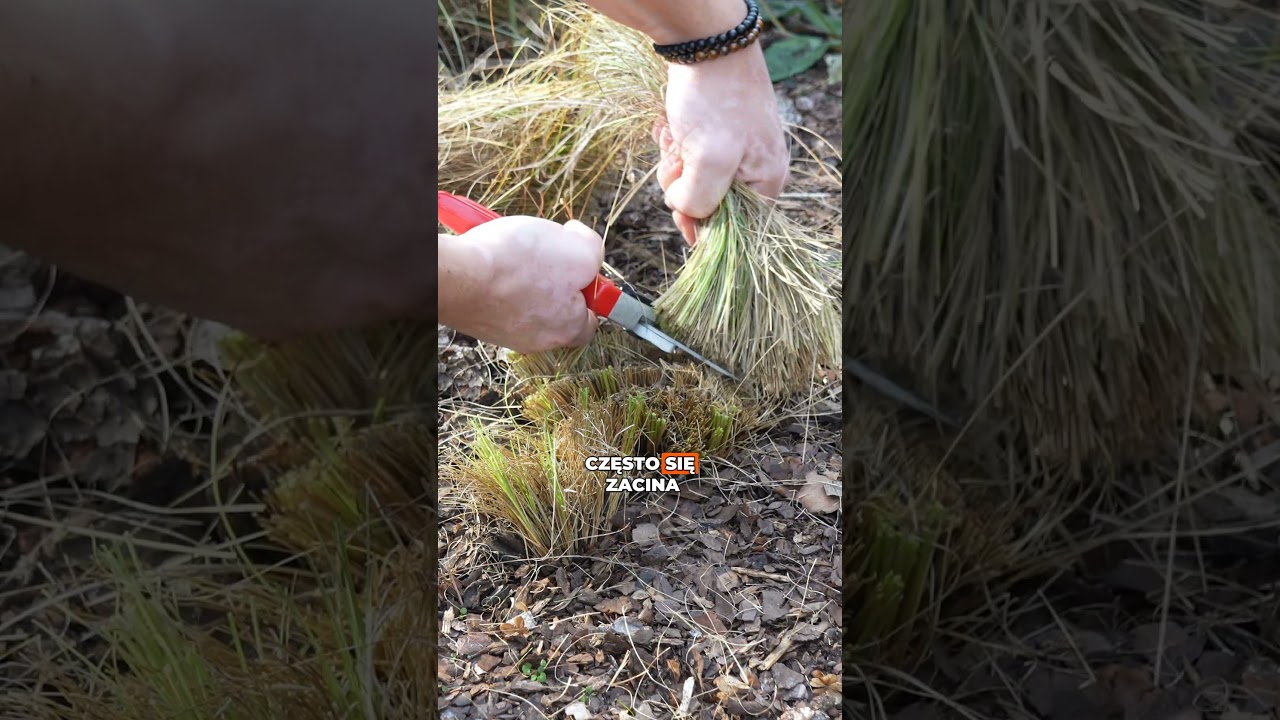 Czym ciąć trawy ozdobne? 🌾✂️ To robi ogromną r&oacute;żnicę