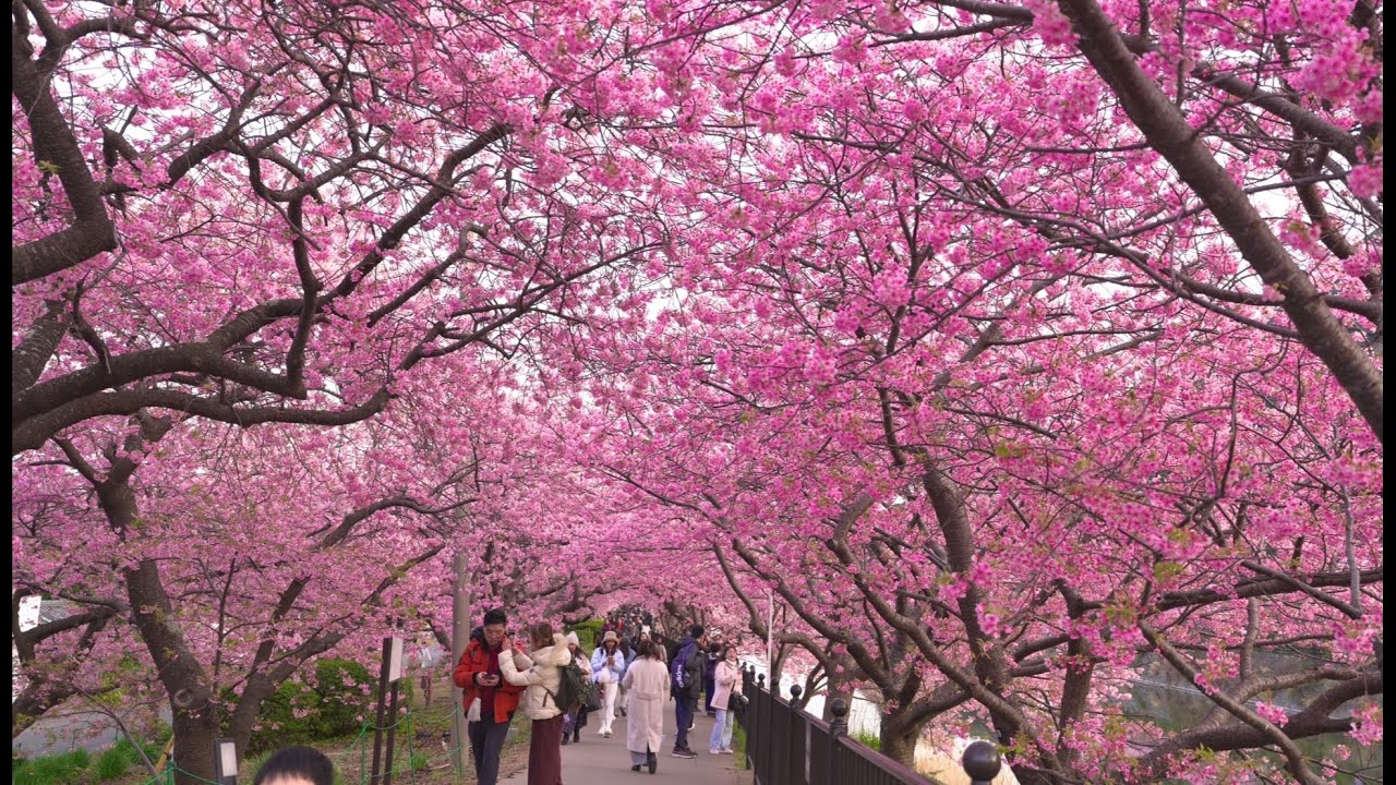 [圧巻の絶景】河津桜のさくらトンネルが美しすぎた／伊豆・春の訪れ　2026