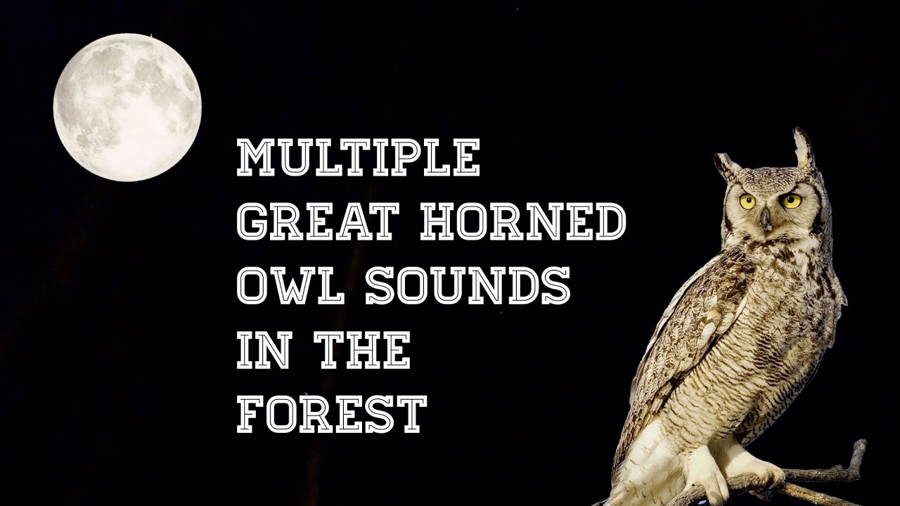 AUDIO UP! Great Horned Owl Sounds In The Forest At Night! #owl #birds #animals #outdoors #audio 
