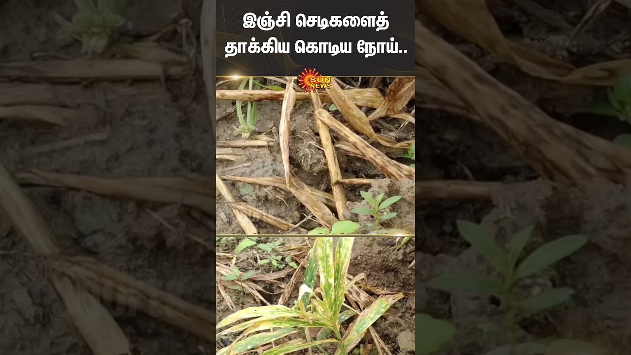 Gudalur | Nilgiris | Ginger Plants | Disease Attacked | Farmers | Shorts | Sun News
