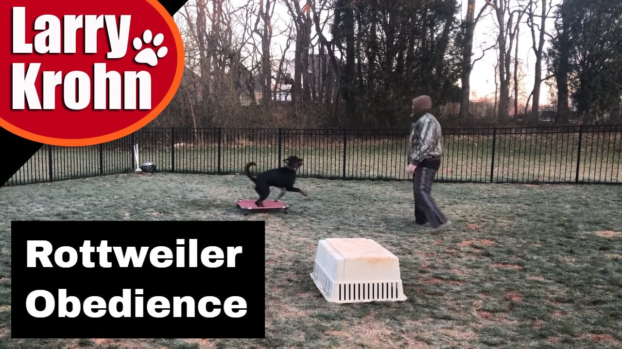 Rottweiler obedience with operant conditioning explanation