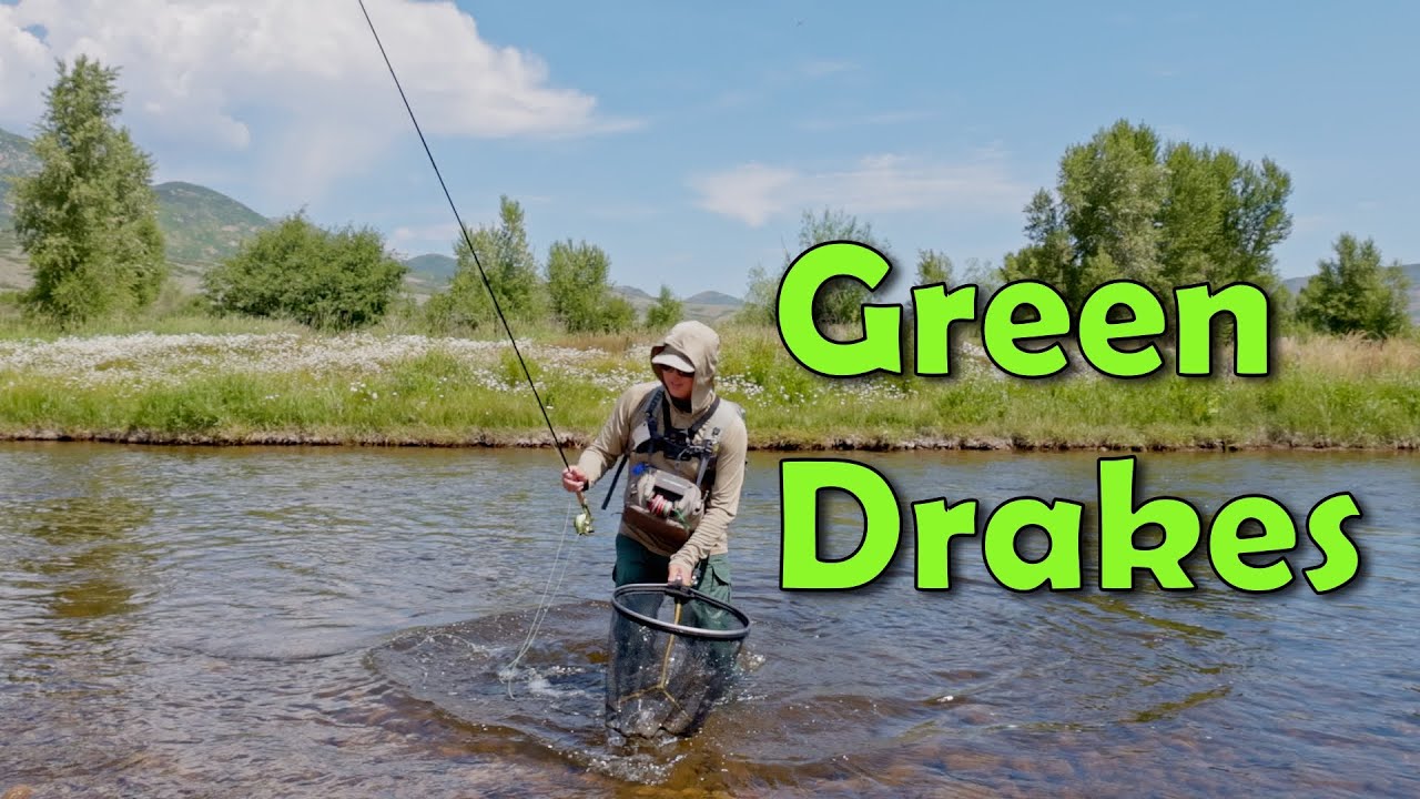 Green Drakes on the Middle Provo