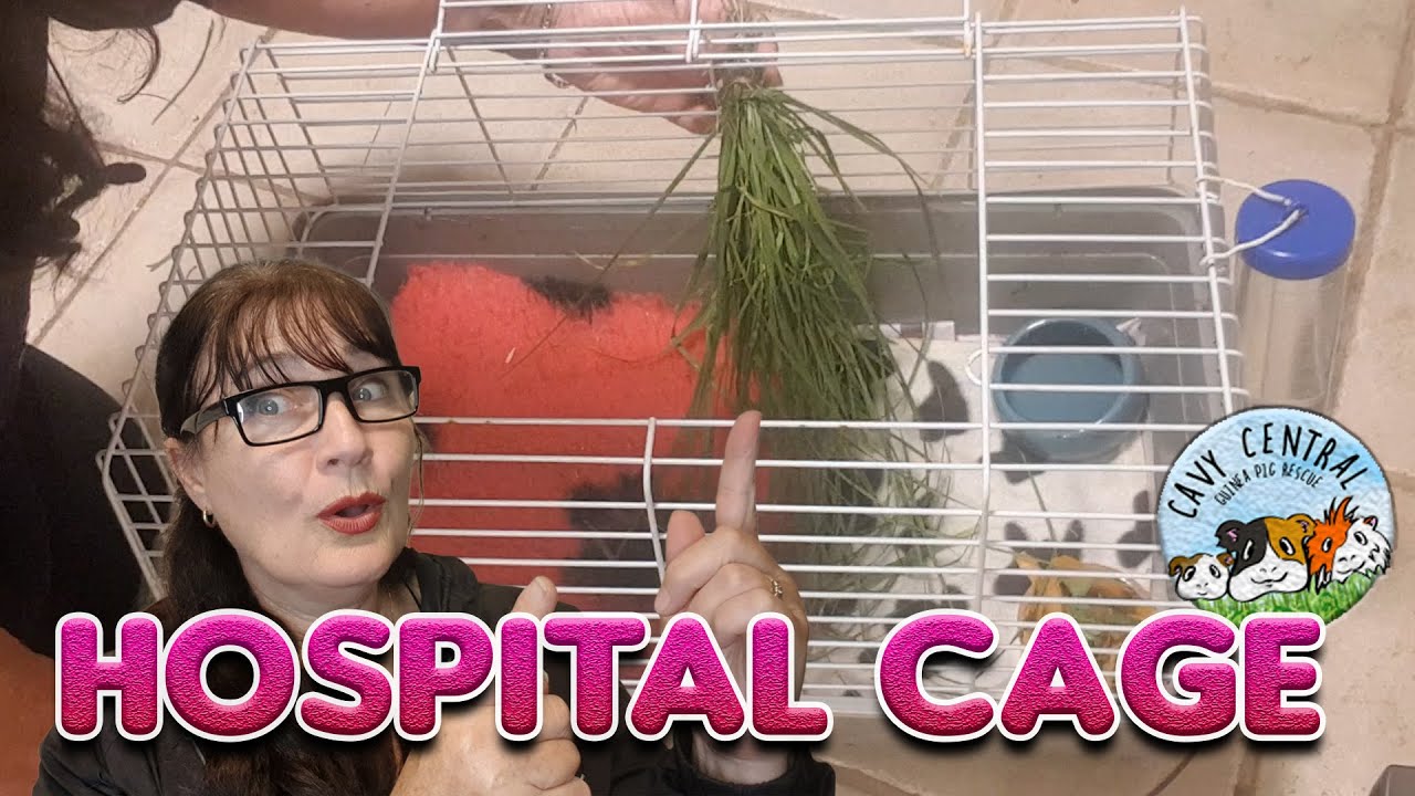 Hospital cage setup and care for sick guinea pig - ponytail food