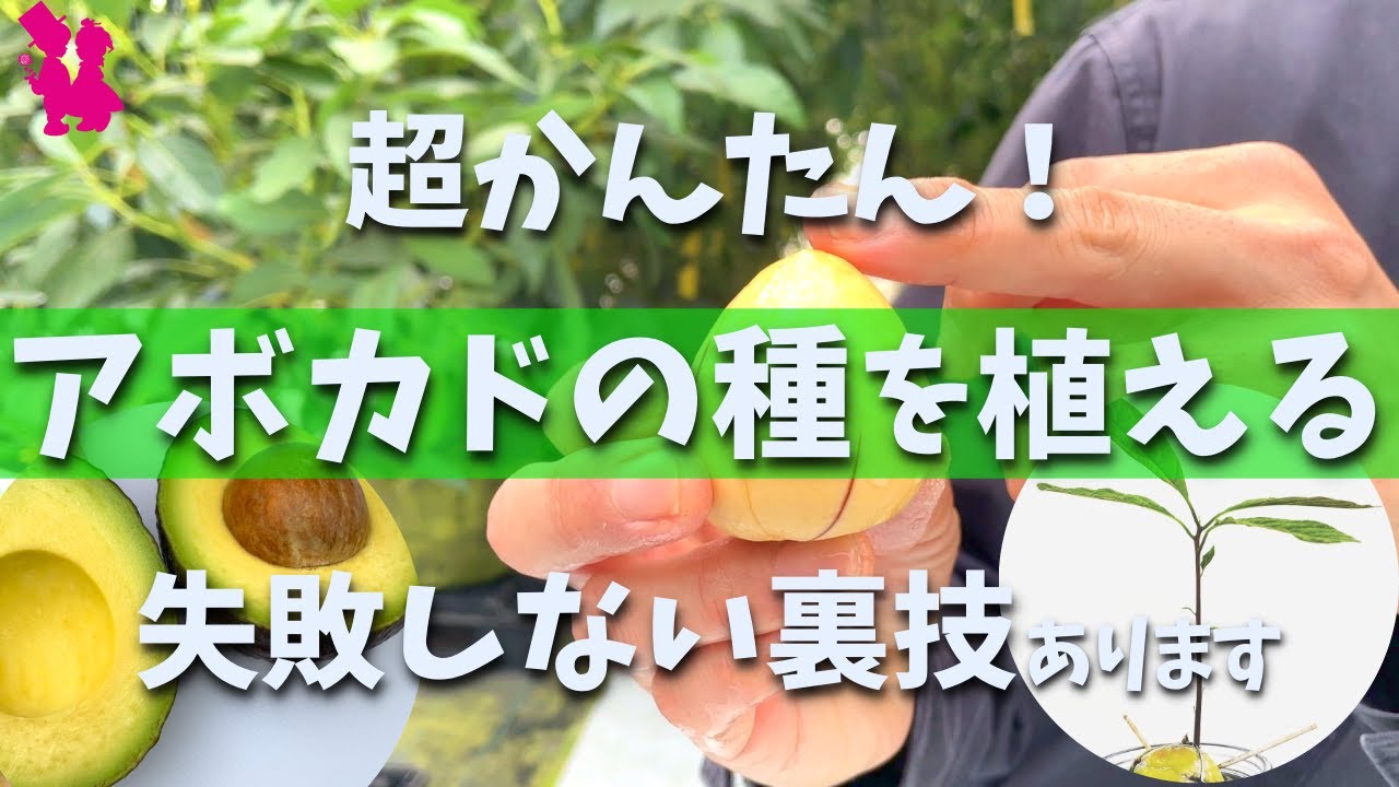【超簡単】アボカドの種の植え方をプロ農家が実演します(水耕栽培・鉢栽培)
