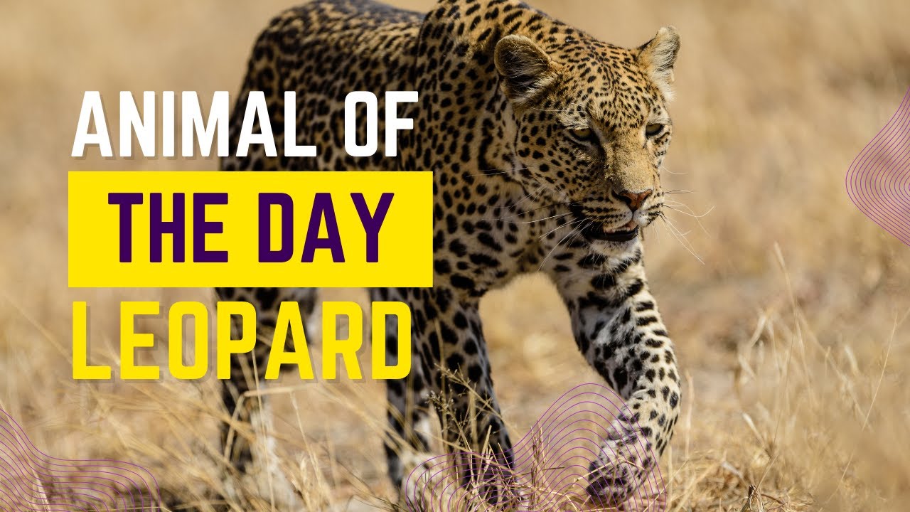 Leopard -- Animal of the Day | Educational Animal Videos for Kids, Homeschoolers, and Teachers
