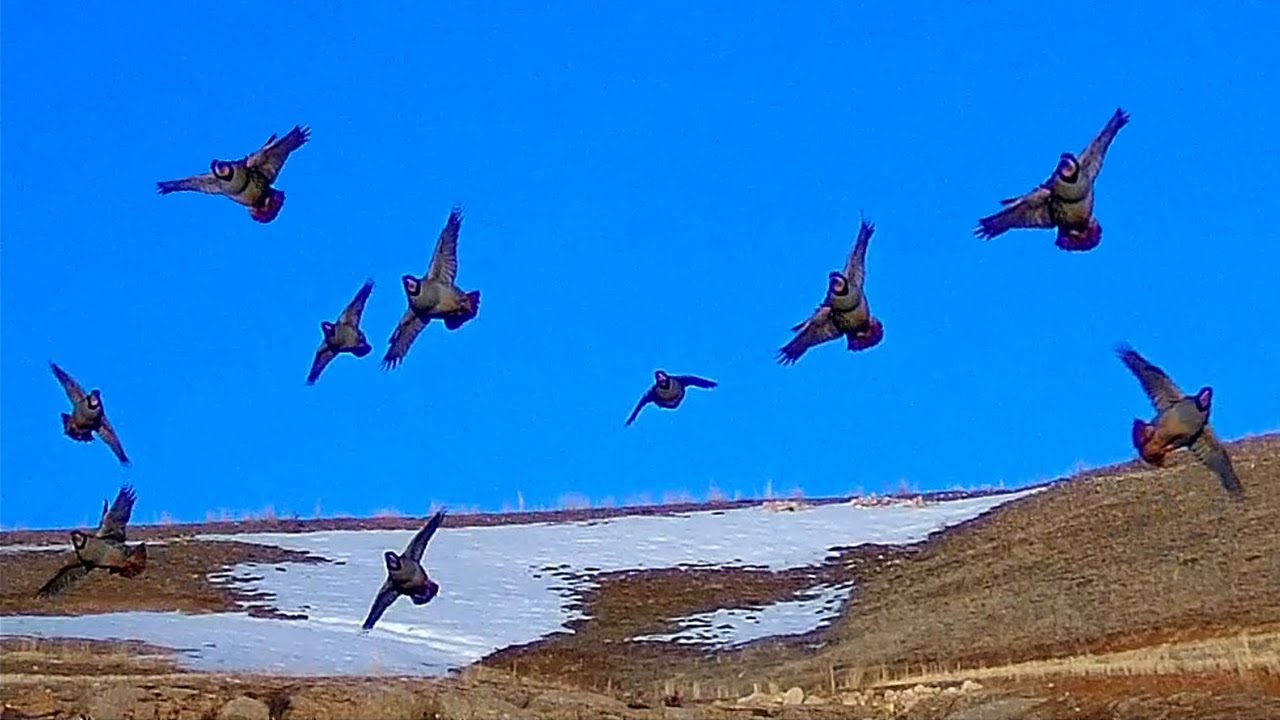 İKİ GÜNLÜK AV! (MÜTHİŞ SAHNELER) SEYREK KARDA KEKLİK AVI. KEKLİKLER ÜZERİME GELDİ.  Охота кеклики