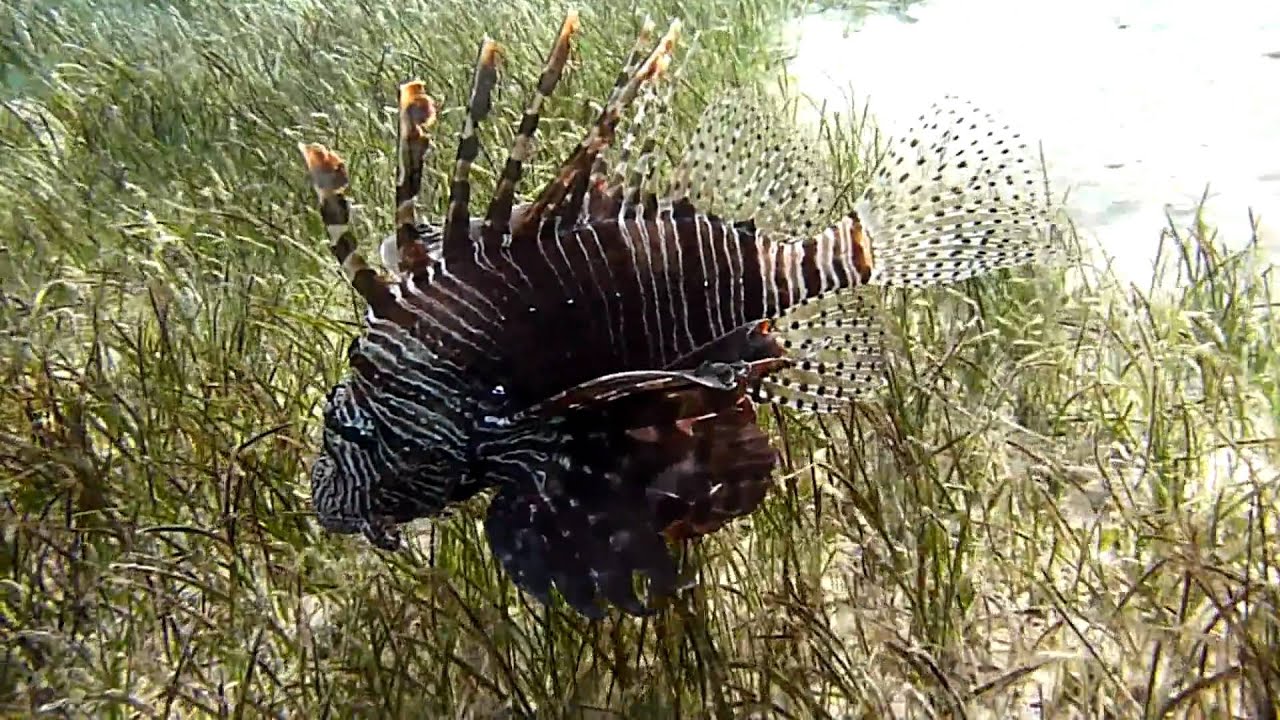 Rotfeuerfisch Dez.2010