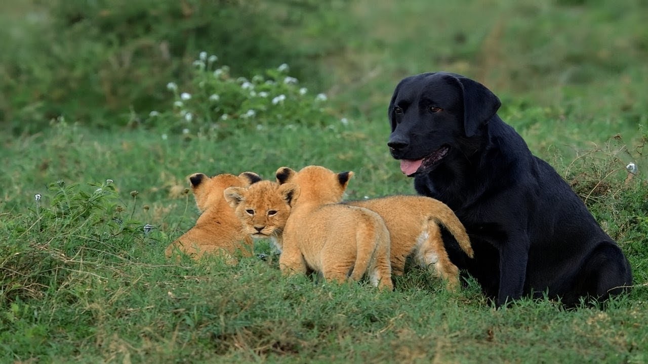 Une CHIENNE Sauve un LIONÇEAU - Sa Réponse Des Années Plus Tard Va Vous Toucher