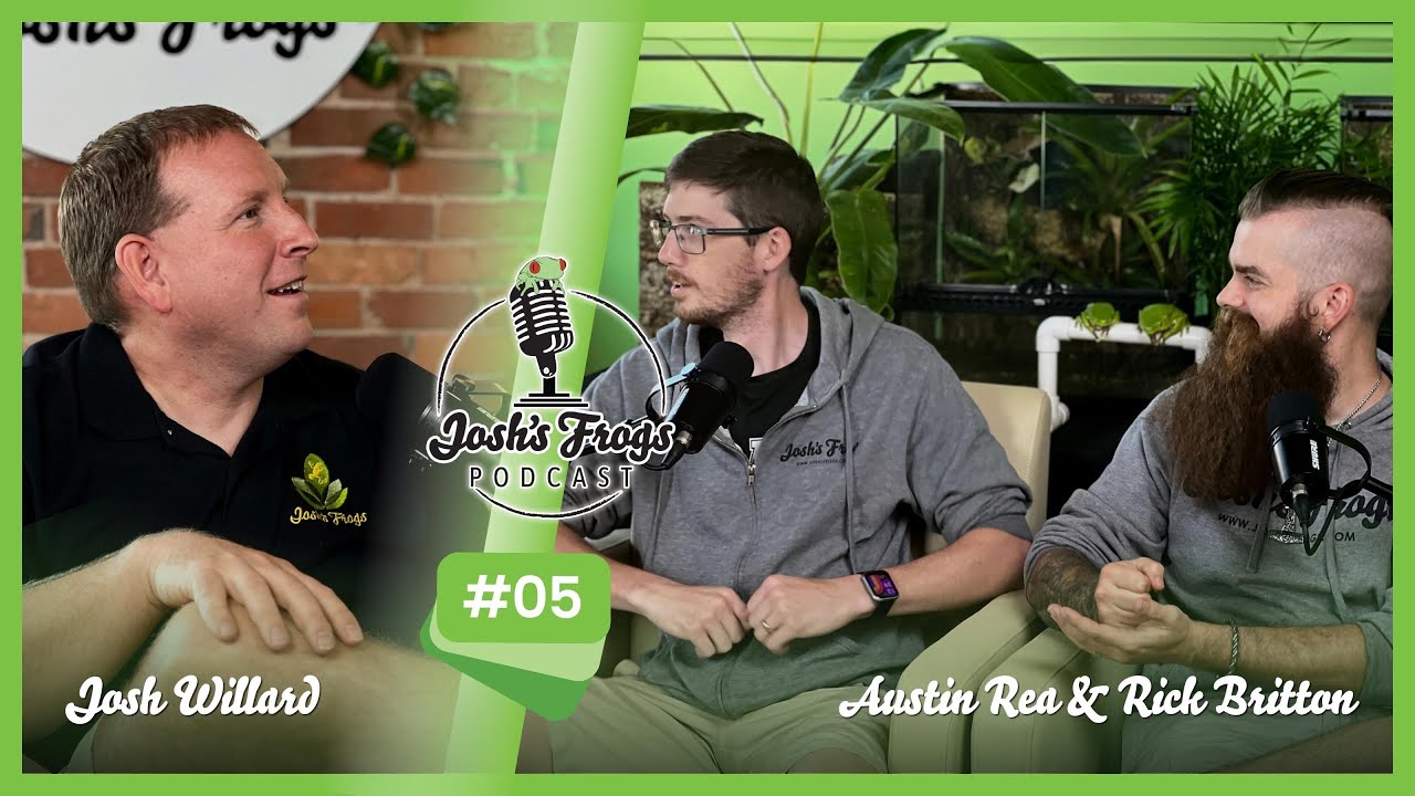 Phyllomedusa Bicolor: How to Keep One of the Largest Tree Frogs in Our Hobby