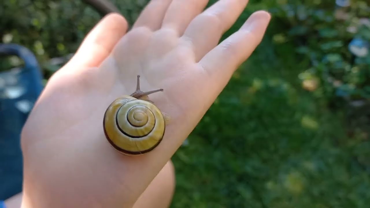 Edukacja o Ślimaku #1 Edukacja o zwierzętach.