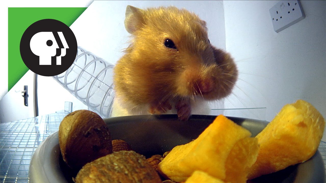Hamster Stuffing Cheeks