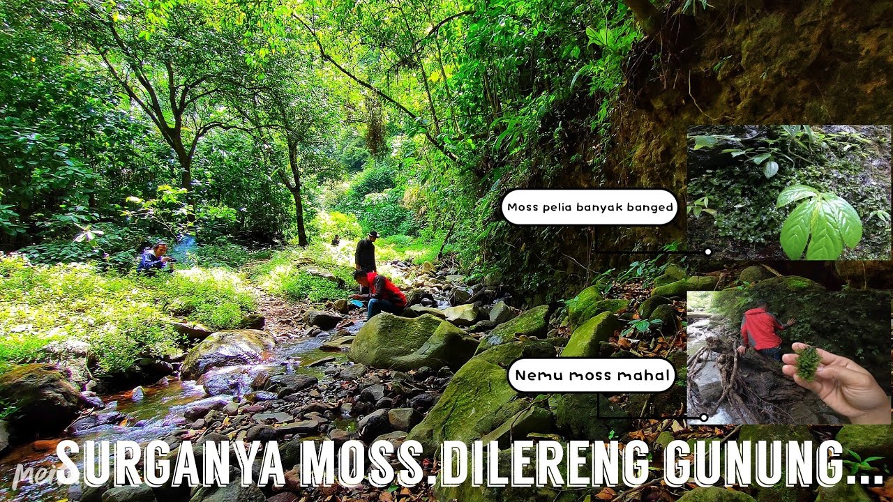 #212 Hunting tanaman Aquascape di alam