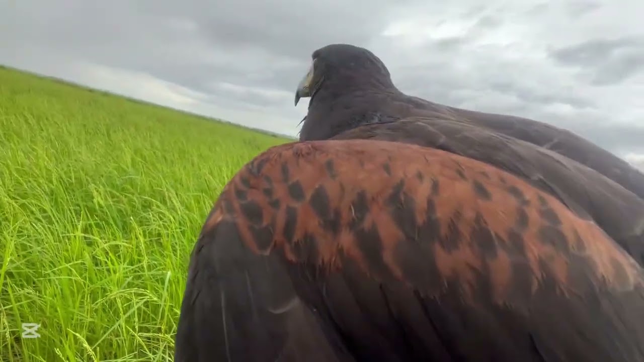 Harri hawk hunting EP20🦅🦢#reels #shorts #shortvideo #Goshunting#goshawk