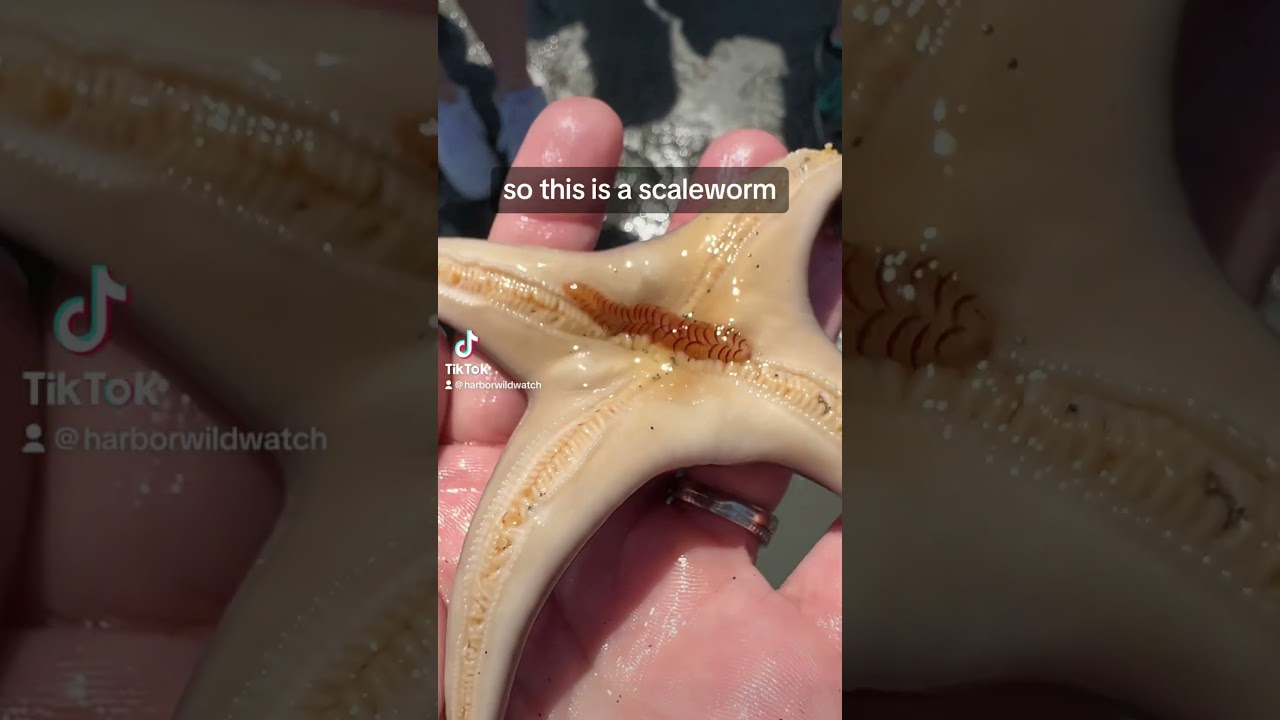 Scale worms have symbiotic relationships with sea stars.