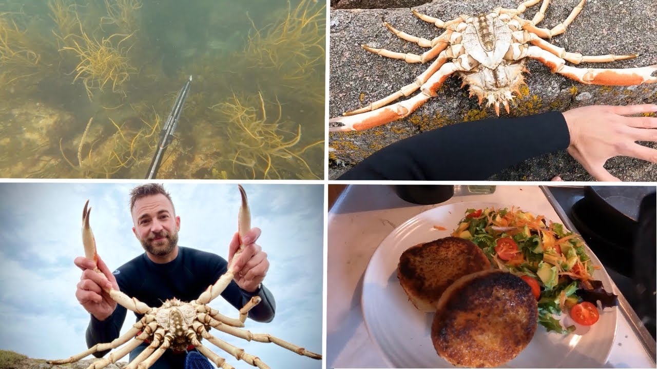 GIANT SPIDER CRAB CATCH & COOK! Spearfishing for FOOD in UK
