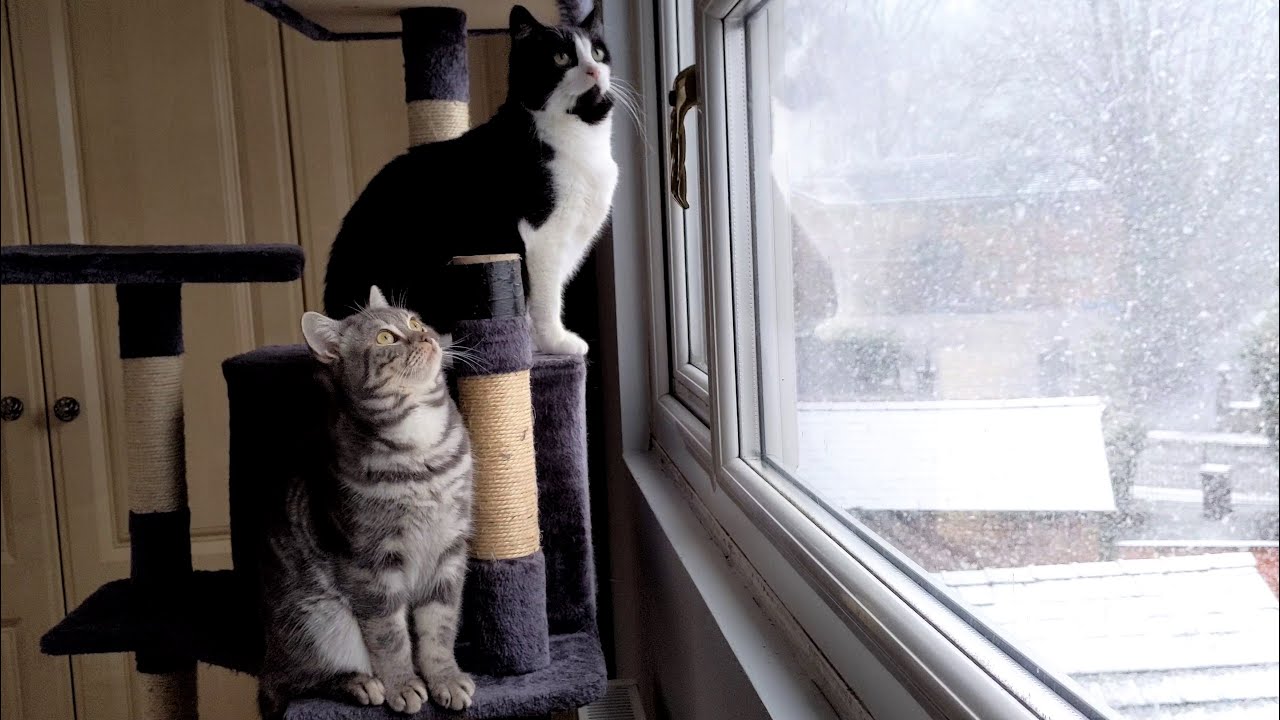 Cats Watching Falling Snow