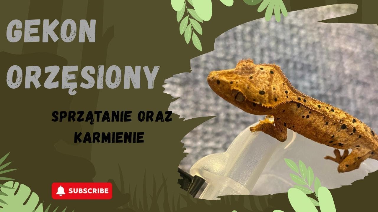 ❗Moja Hodowla Gekonów Orzęsionych – Zobacz Wszystkie! [WYNIKI KONKURSU]❗ 