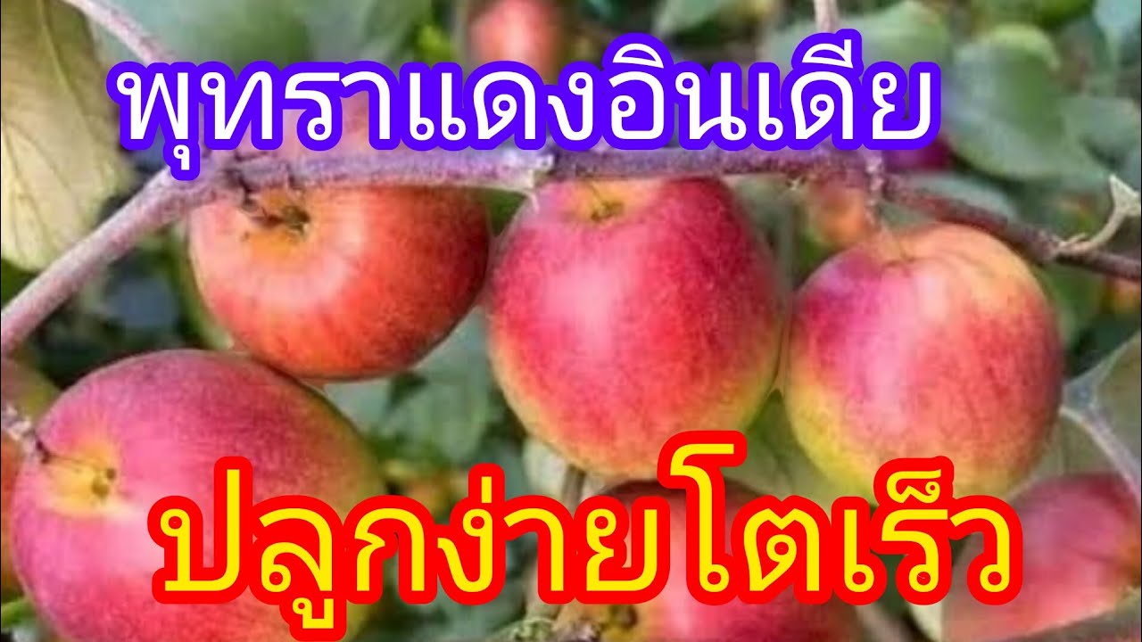 พุทราแดงอินเดียปลุกง่ายโตเร็ว