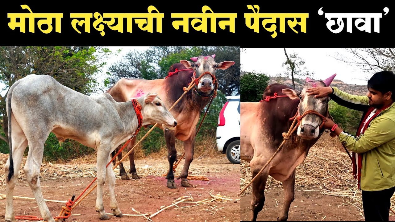 लक्षाची सद्यस्थिती आणि पैदास मुलाखत 2025