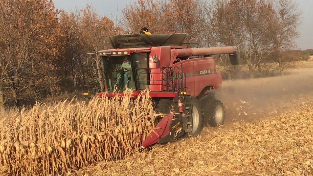 Harvest 2022 Corn, Case International 7088 and Drago Head, GPS Tracking, Unloading Into Grain Cart