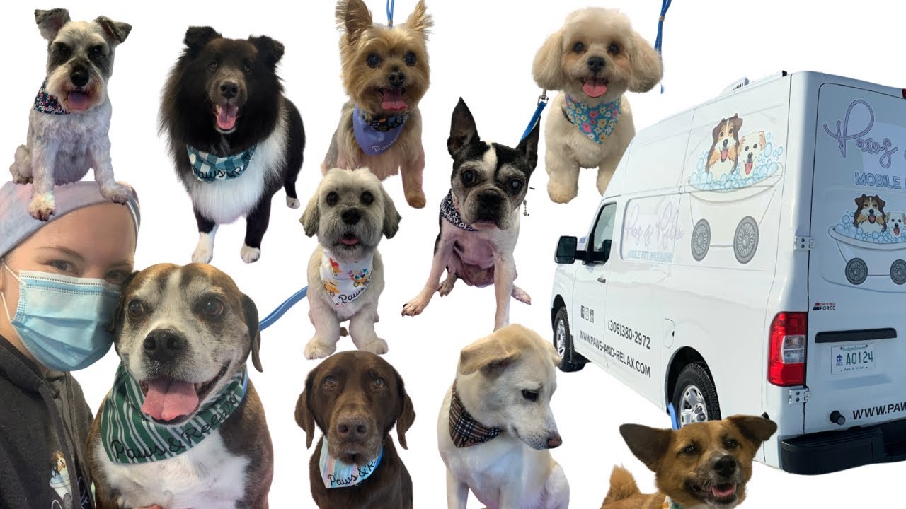 First Week as a Mobile Dog Groomer | Female Entrepreneur