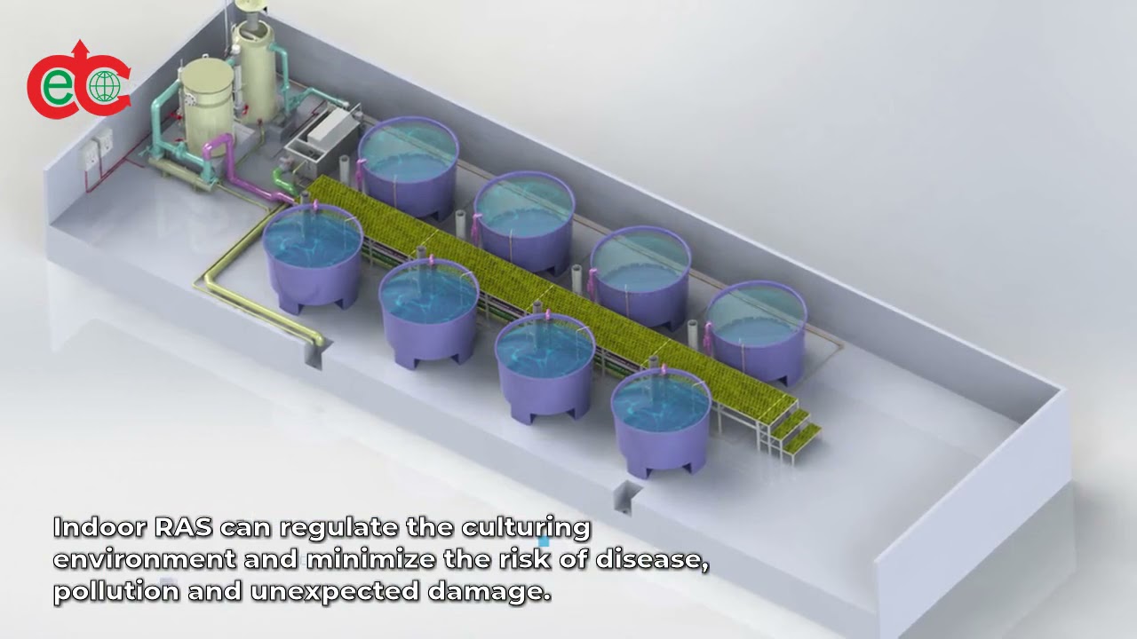 Seawater RAS, salty water RAS, salty water recirculating aquaculture system: the definitive guide