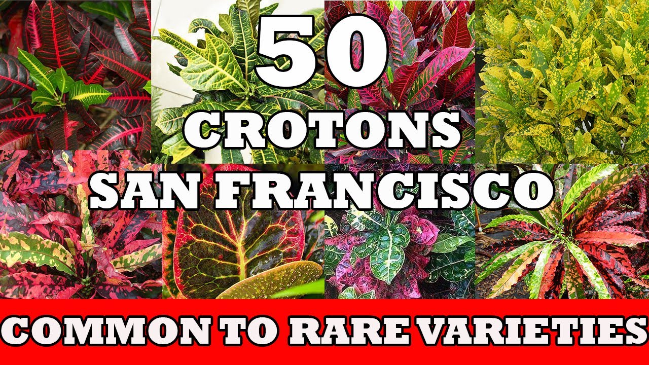 50 РАЗЛИЧНЫХ СОРТОВ/ВИДОВ КРОТОНОВ/САН-ФРАНЦИСКО С НАЗВАНИЯМИ | ОТ РАСПРОСТРАНЕННЫХ ДО РЕДКИХ