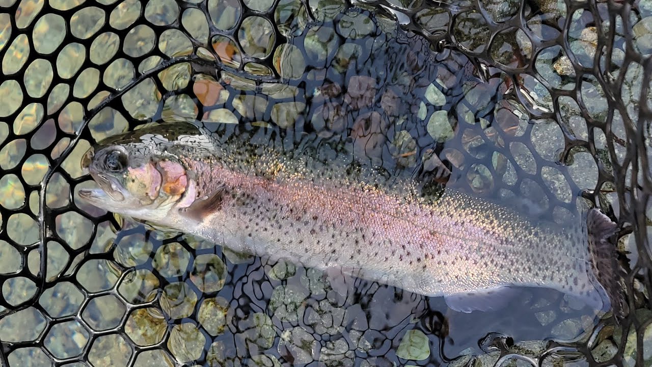 【うらたんざわ渓流釣場】2026.1.19