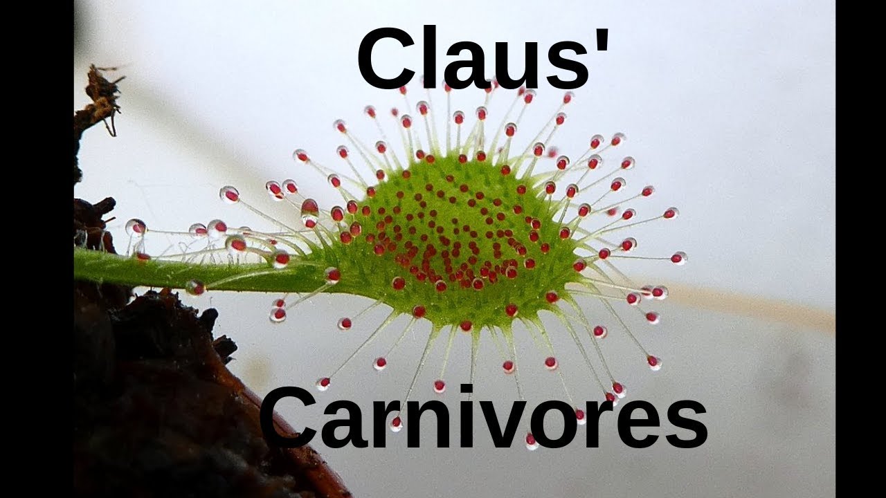 Drosera hookeri + Hefe/ sundew D.hookeri reacts on yeast extract