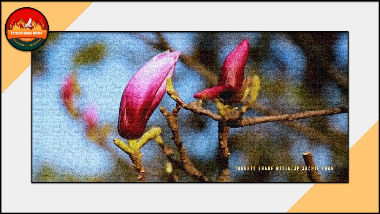 TORONTO CHERRY BLOSSOMS SPRING / SUMMER FLOWER