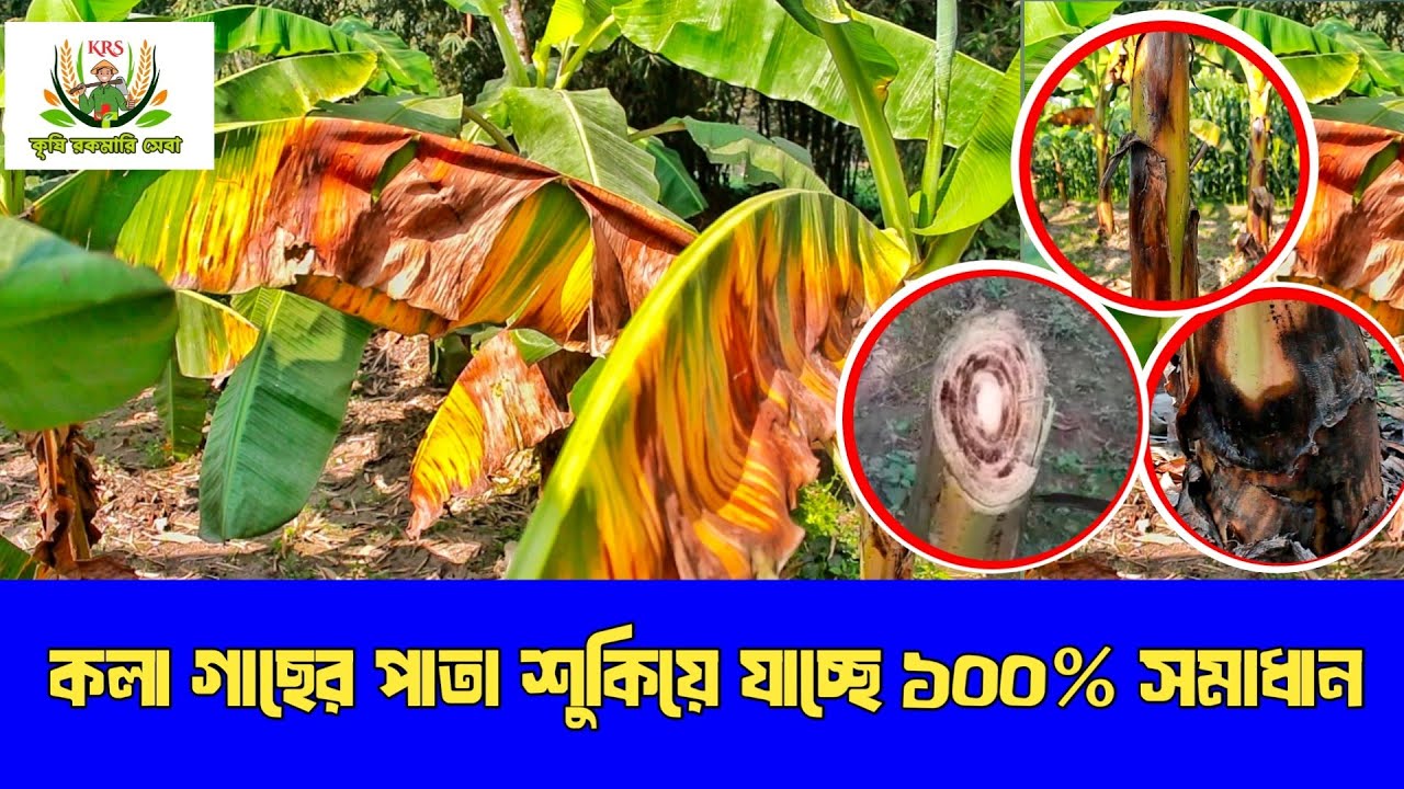 কলা গাছের পাতা শুকিয়ে যাচ্ছে, ১০০% গ্যারান্টি  // কলা গাছের ব্যাকটেরিয়াল উইল্ট  