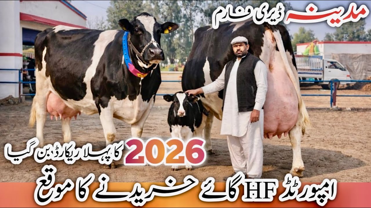 Madina Dairy Farm Pakistan | Heavy Imported Friesian Cows | Top Milk Animals 🐄 