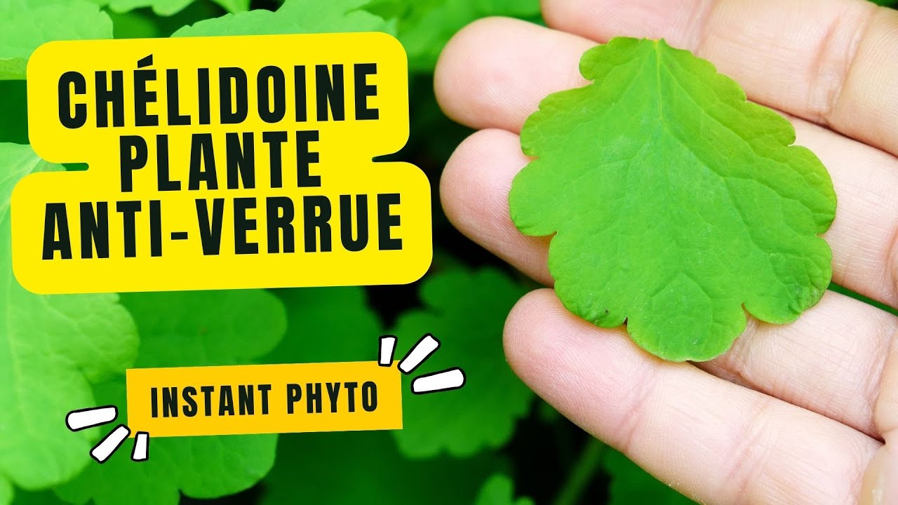 Chélidoine, la plante anti-verrue