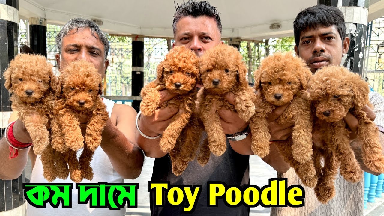 Toy Poodle Puppies Sale Low Price in Kolkata. Kolkata Dog Market. Pet Market in Kolkata.